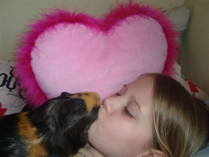 Marsvin Tessa (smukke) billede 3