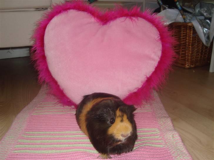 Marsvin Tessa (smukke) billede 4