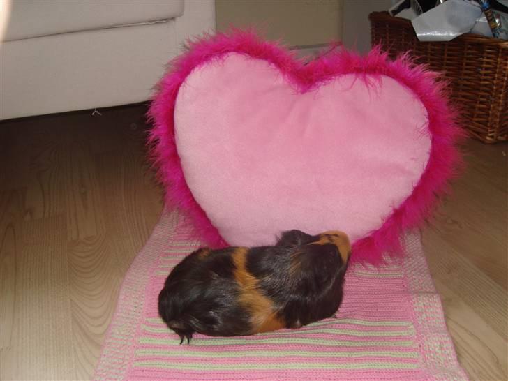 Marsvin Tessa (smukke) billede 5