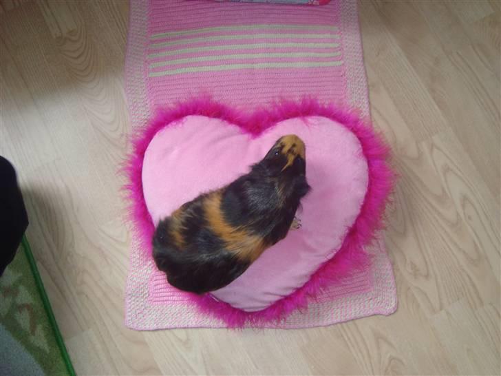 Marsvin Tessa (smukke) billede 6