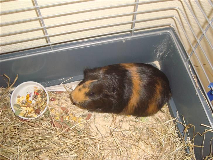 Marsvin Tessa (smukke) billede 7