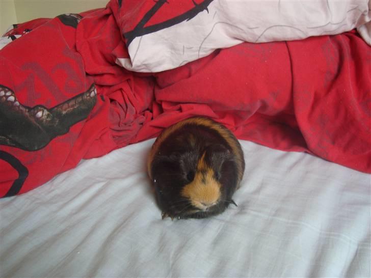 Marsvin Tessa (smukke) billede 8