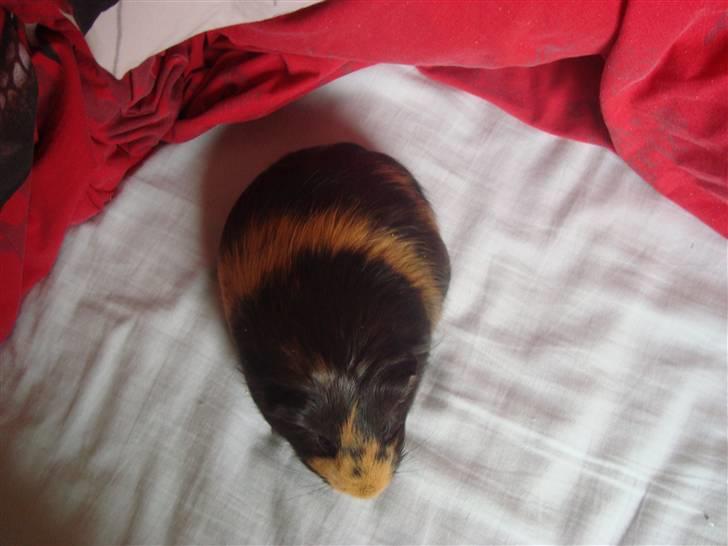 Marsvin Tessa (smukke) billede 9