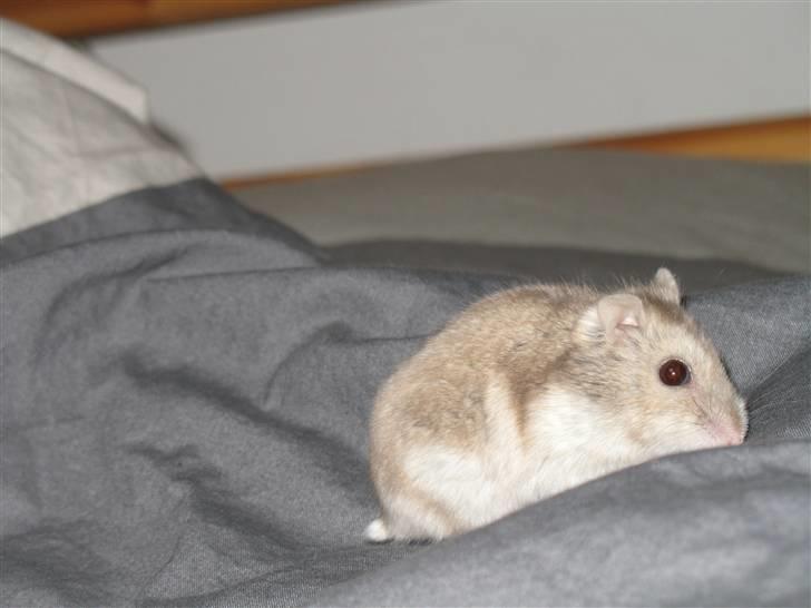 Dværghamster madonna billede 1
