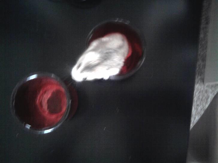 Dværghamster madonna billede 4