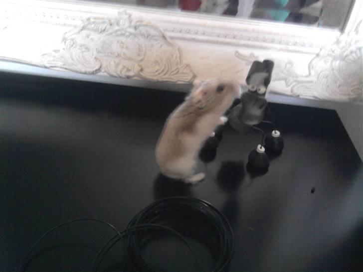 Dværghamster madonna billede 6