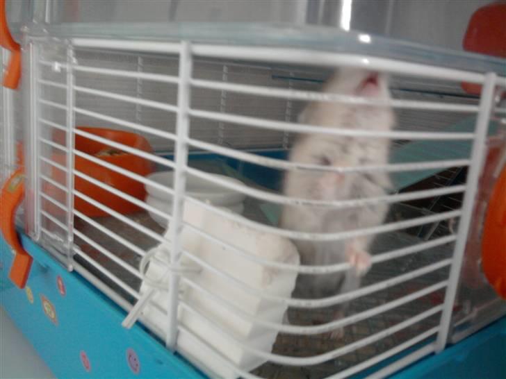 Dværghamster madonna billede 7