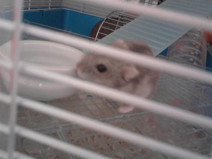 Dværghamster madonna billede 8