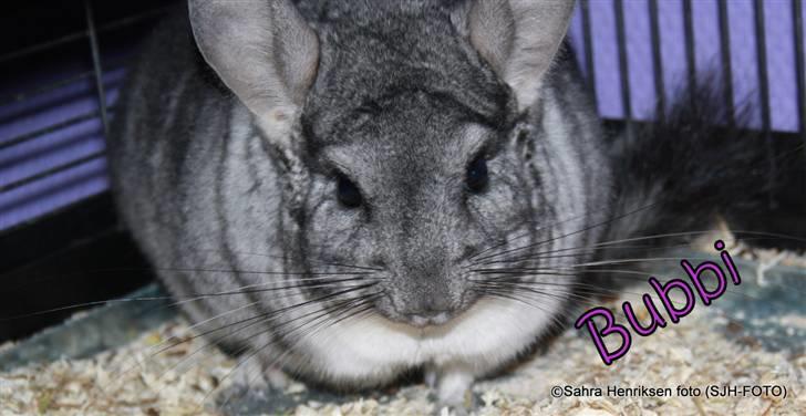 Chinchilla Bubbi billede 1