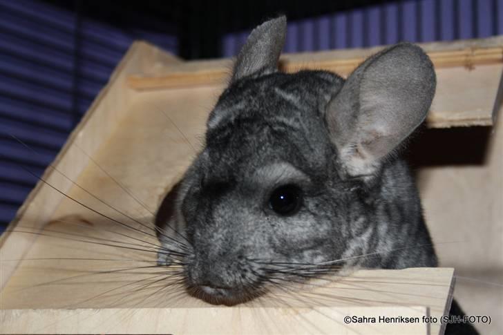 Chinchilla Bubbi billede 2