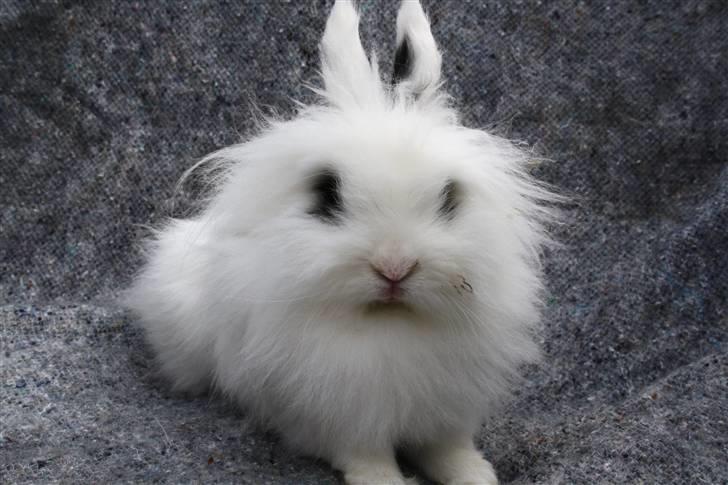 Kanin stampe billede 1