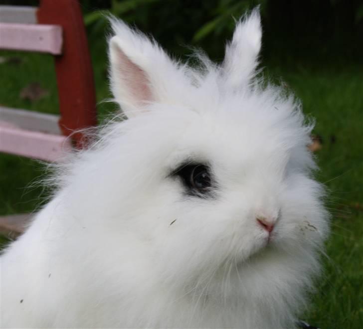 Kanin stampe billede 2