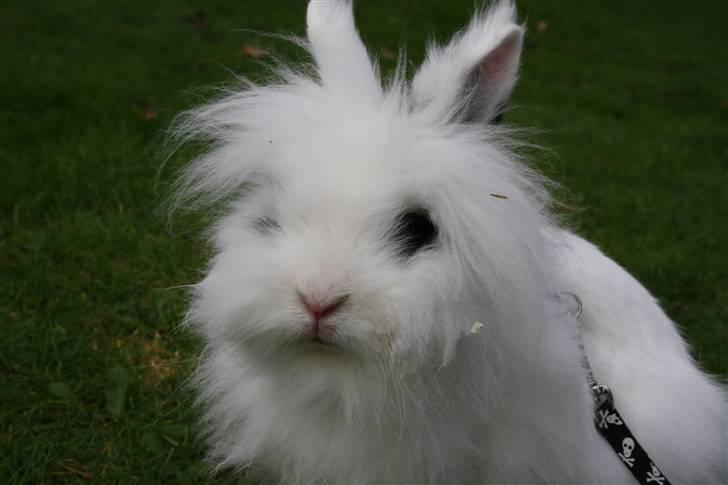 Kanin stampe billede 3