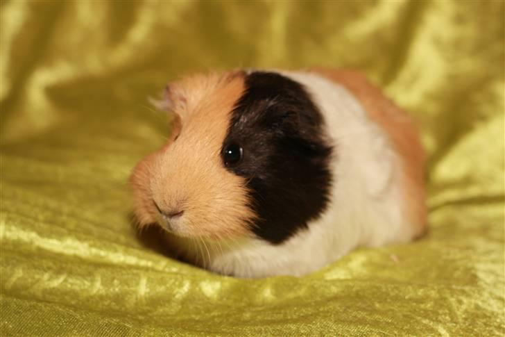 Marsvin Skovlundegaards Valentina - Valentina billede 1