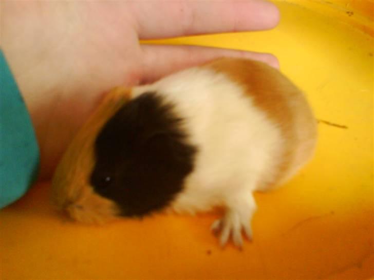 Marsvin Skovlundegaards Valentina - Lille valentina 3 dage gammel :) billede 2