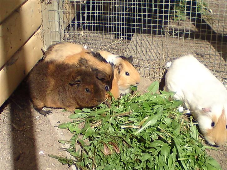 Marsvin Skovlundegaards Valentina - valentina hygger med frisk grønt fra haven :) hun er den mindste af de fire. Ved siden af hende til venstre, den lysebrune og sorte er hendes mor. til højre fra hende er hendes ældre storesøster. billede 3