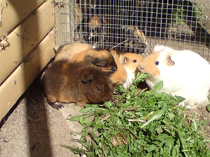 Marsvin Skovlundegaards Valentina - endnu et hyggebilled med familien billede 4