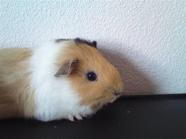 Marsvin Skovlundegaards Valentina - valentina ca 4 måneder (nye billeder) billede 5