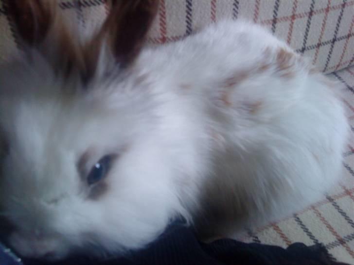 Kanin Guldmann's Sheba billede 16