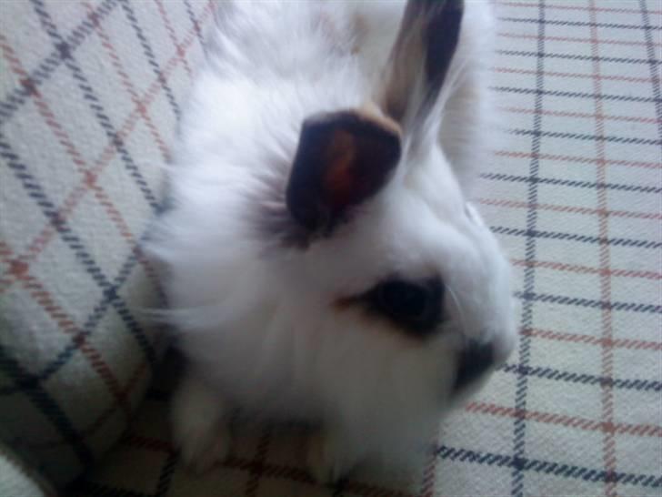 Kanin Guldmann's Sheba billede 17