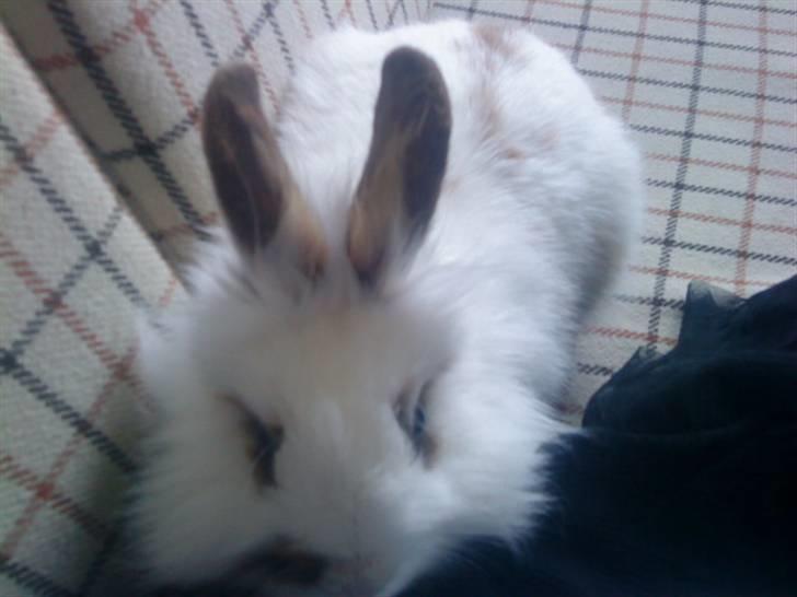 Kanin Guldmann's Sheba billede 18