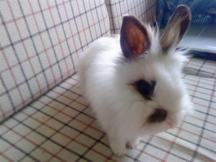 Kanin Guldmann's Sheba billede 19