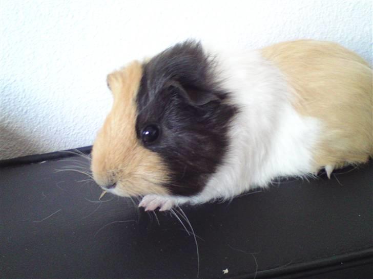 Marsvin Skovlundegaards Valentina - :) billede 6