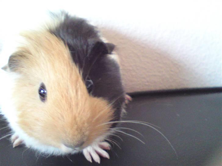 Marsvin Skovlundegaards Valentina - :) billede 7