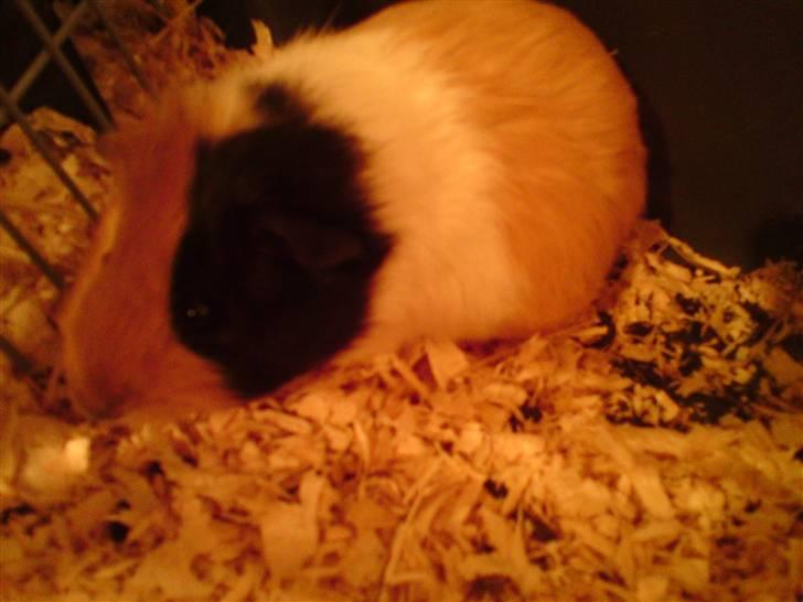 Marsvin Skovlundegaards Valentina - endnu et fra sit nye bur billede 9