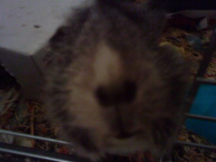 Marsvin | Rousette <3 :-* | R.I.P - 9) Min næse :p billede 9