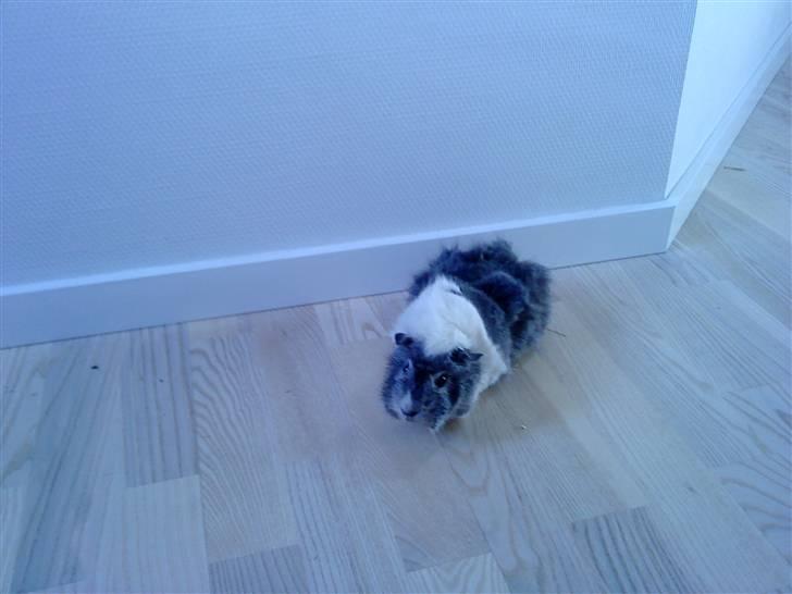 Marsvin | Rousette <3 :-* | R.I.P - 10) Oppe fra (: billede 10