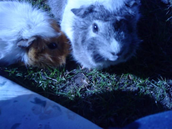 Marsvin | Rousette <3 :-* | R.I.P - 11) på græs med Guffe :D billede 11