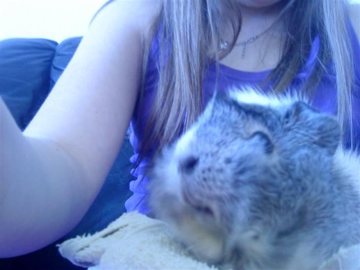 Marsvin | Rousette <3 :-* | R.I.P - 12) Tøsen og mig hygger os foran computeren (: <3 billede 12