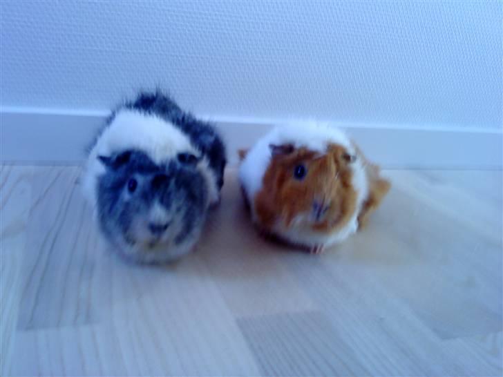 Marsvin | Rousette <3 :-* | R.I.P - 13) Model billede d: <3 billede 13