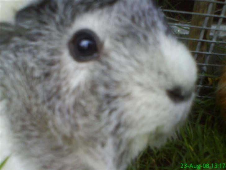 Marsvin | Rousette <3 :-* | R.I.P - 14) Pótræt´foto :-* <3 billede 14