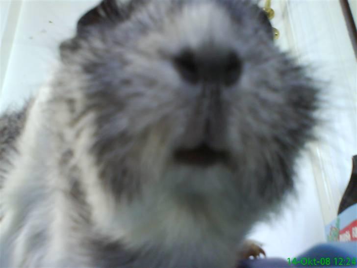 Marsvin | Rousette <3 :-* | R.I.P - 15) Nede fra! q; billede 15