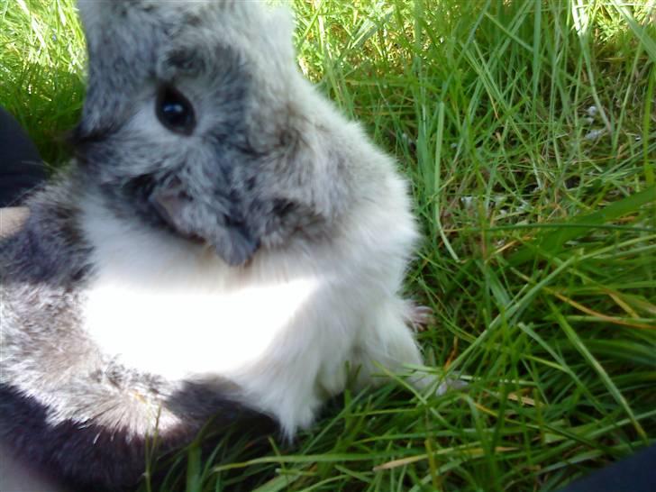 Marsvin | Rousette <3 :-* | R.I.P - 16) "Giiiii´ mig" ;p billede 16