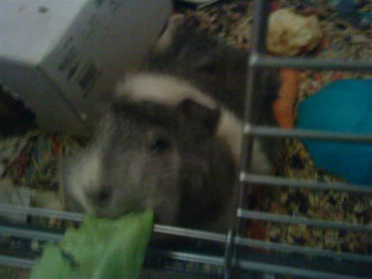 Marsvin | Rousette <3 :-* | R.I.P - 17) Mit mad :D <3 billede 17