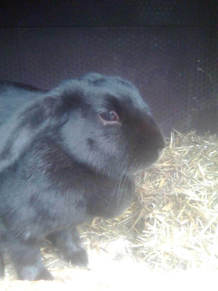 Kanin snøvsen billede 7