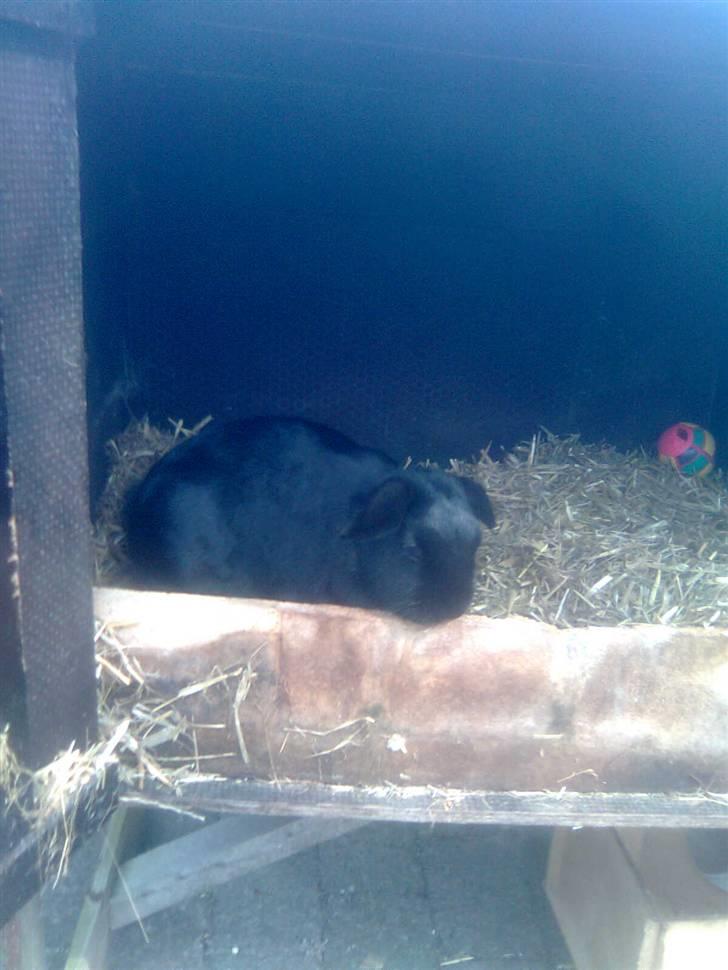 Kanin snøvsen billede 10