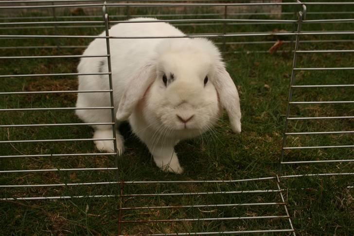 Kanin Betty Boop - Hallo hallo :D billede 11