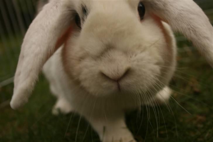 Kanin Betty Boop - Hov :D billede 12