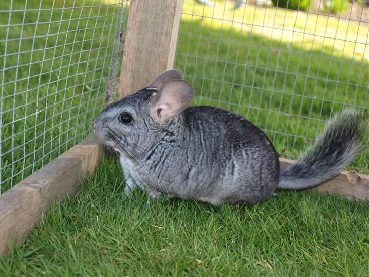 Chinchilla Malou!<3 - Malou på græs for første gang!<3 Foto/= Mig billede 20