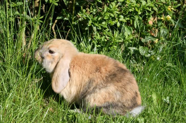 Kanin Tom K. - Tom som unge. billede 6