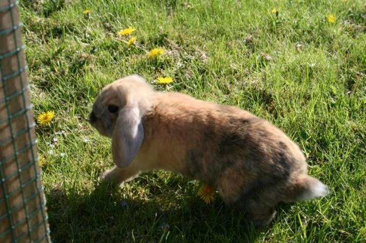 Kanin Tom K. - Tom som unge. billede 7