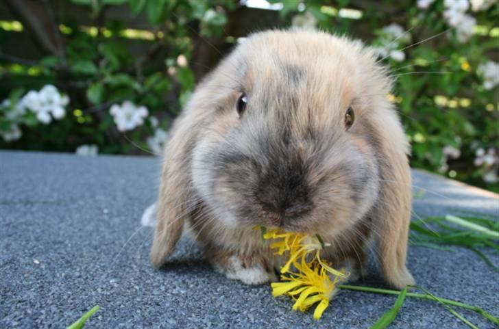 Kanin Tom K. - Mælkebøtter! billede 8