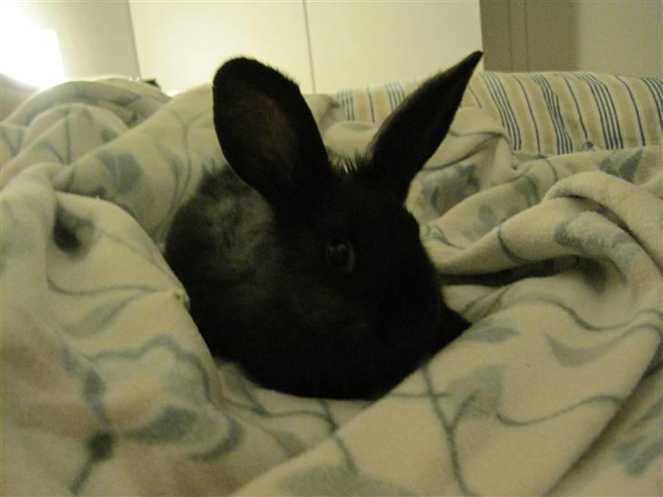 Kanin Lakrids - Altså hun er da nuttet når hun sidder der i et halvhvidt tæppe? xD billede 1