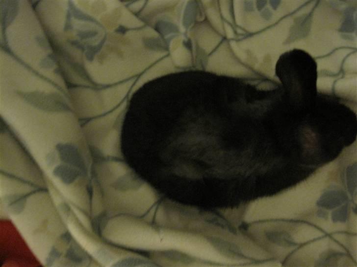 Kanin Lakrids - De andre hunner i kuldet var ´onde´ mod hende og plukkede derfor hendes ryg fuldstændig for dækhår :/ Onde onde hunner altså xD billede 2