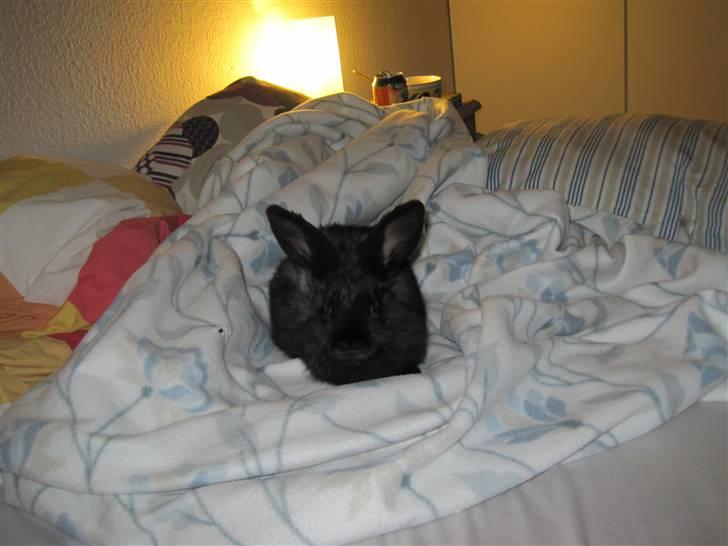 Kanin Lakrids - Seeee! Jeg har store øre.. billede 3