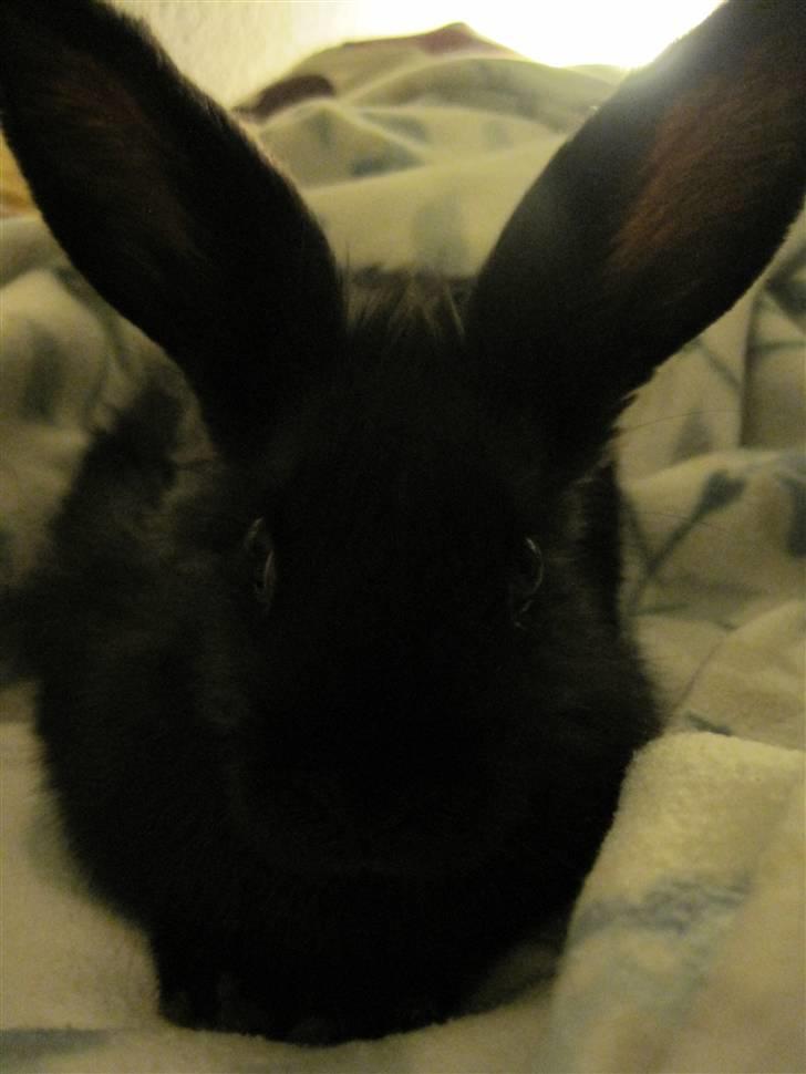 Kanin Lakrids - Profil :D Igen store øre.. billede 4